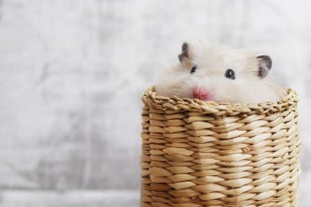 hrcak-kucni-ljubimac